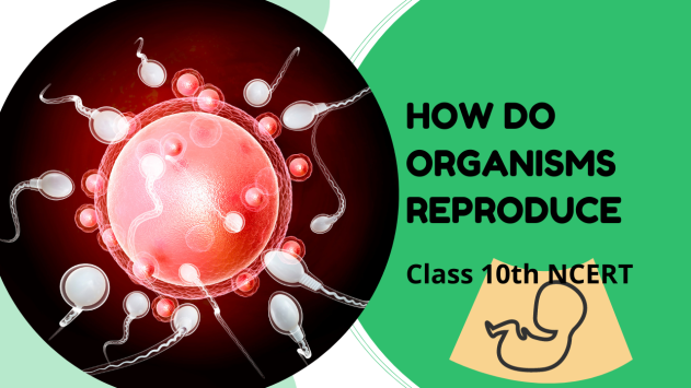 How Do Organisms Reproduce Class 10th Science Ncert